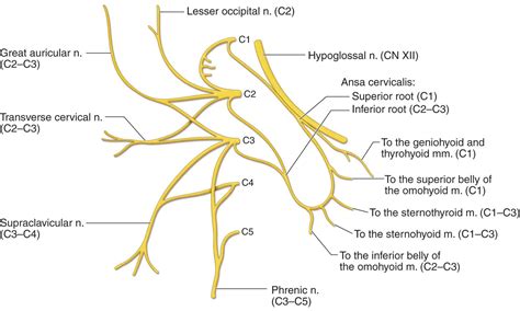 The Nervous System Musculoskeletal Key