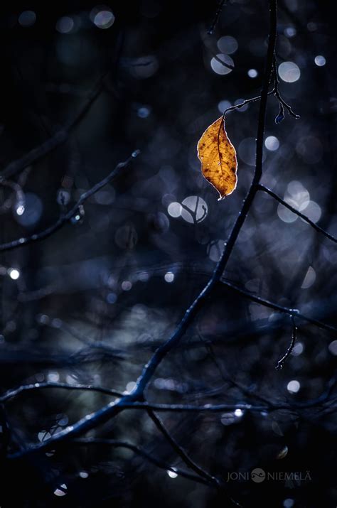 Beautiful Fine Art Nature Photography By Finland Photographer Joni Niemelä