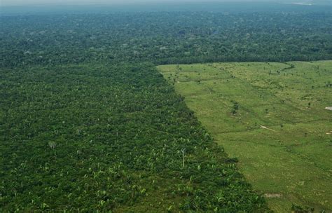 Official facebook page of www.amazon.com. Is it too late to save the Amazon rainforest? Scientists say it is reaching the 'point of no return'