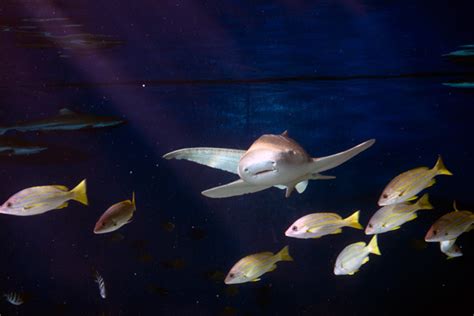 Maybe you would like to learn more about one of these? Vancouver Aquarium: Sharks and Rays | Vancouverscape