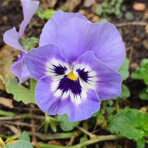 Pansy Flower Meaning Meaningkosh