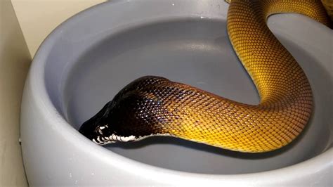 White Lipped Python Leiopython Albertisii Youtube