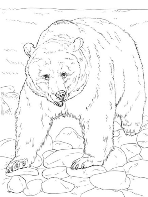 Grizzly Coloring Pages Learny Kids