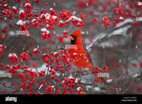 Cardinal And Winterberry Hi Res Stock Photography And Images Alamy