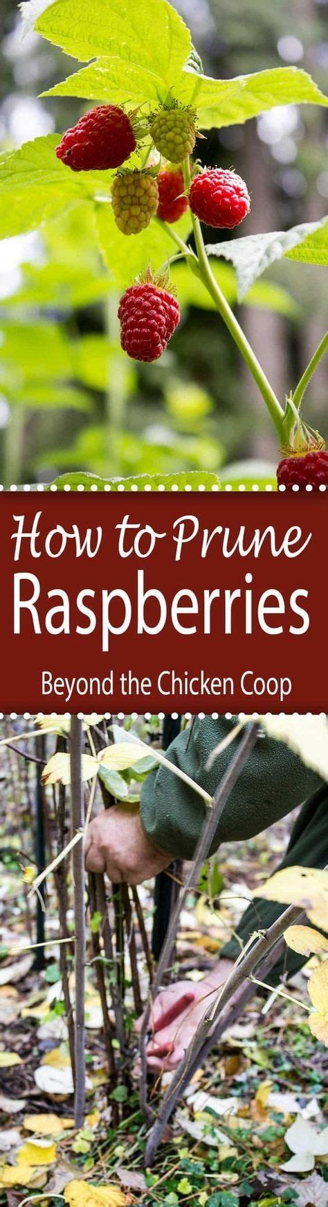 How To Prune Raspberries Pruning Raspberries Raspberry Plants Plants
