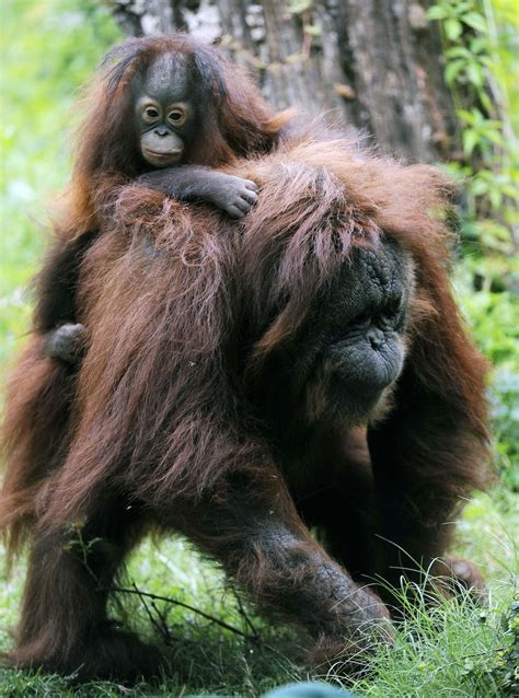Orphaned Baby Orangutan Gets A Mommy 4 Pics Amazing