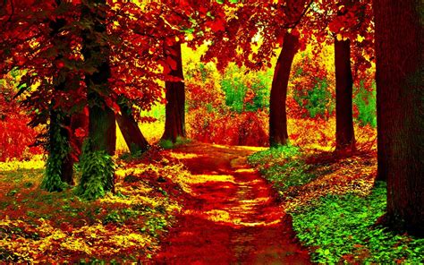 Path In Autumn Forest Hd Wallpaper Background Image 1920x1200 Id