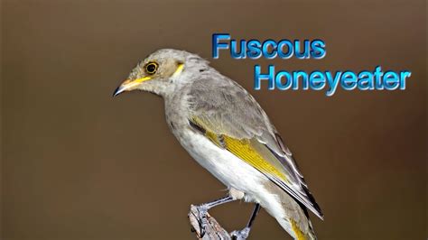 Fuscous Honeyeater Youtube