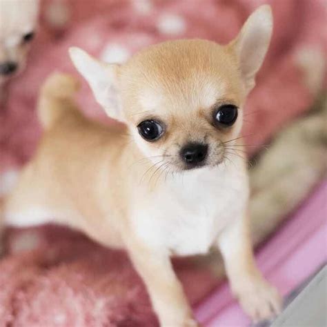 Chihuahua Wiki Pets