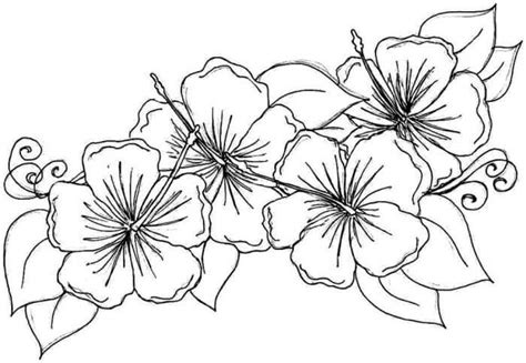 17 Contoh Cara Menggambar Bunga Sepatu Terbaru Informasi Seputar