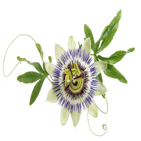 Passion Flower Herb Cut Mimea Mauzo