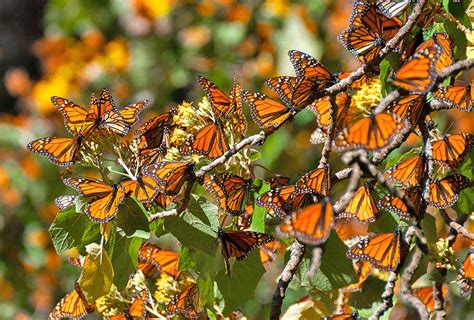 monarch butterfly migration