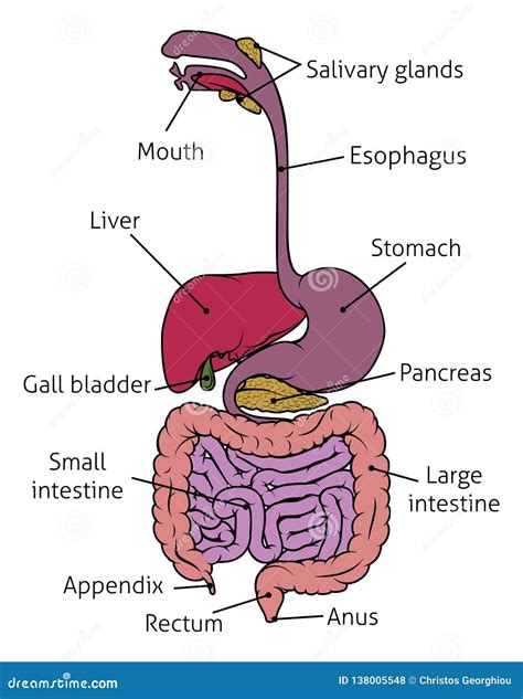 Aparato Digestivo Humano De La Tripa Del Sistema My Xxx Hot Girl