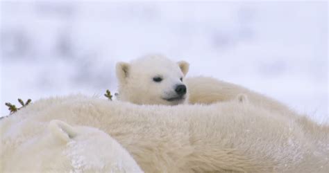 Yawning Polar Bear In Zoo Stock Footage Video 2409026 Shutterstock