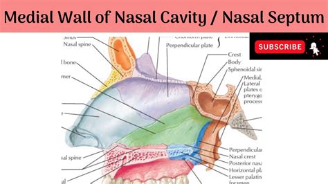 Medial Wall Of Nasal Cavity Nasal Septum Bones And Cartilages Blood