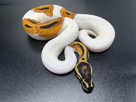 Orange Dream Pied High White Ball Python By Mike Wells Reptiles Morphmarket