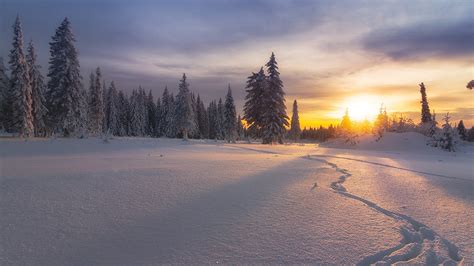 Wallpaper Russia Winter Snow Trees Sunset 1920x1200 Hd