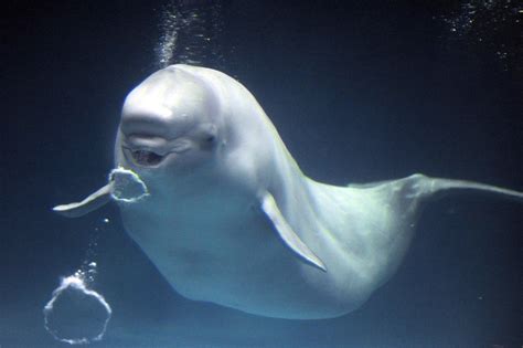 beluga whale learns to speak dolphin after moving in with them