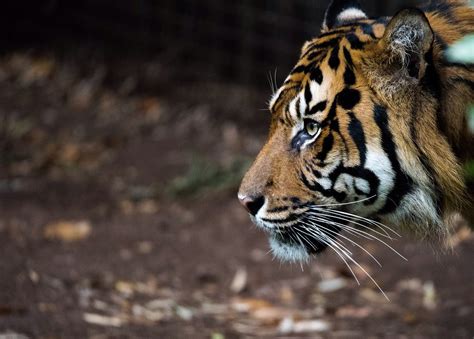 Sumatran Tiger Profile David Whelan Photography Flickr