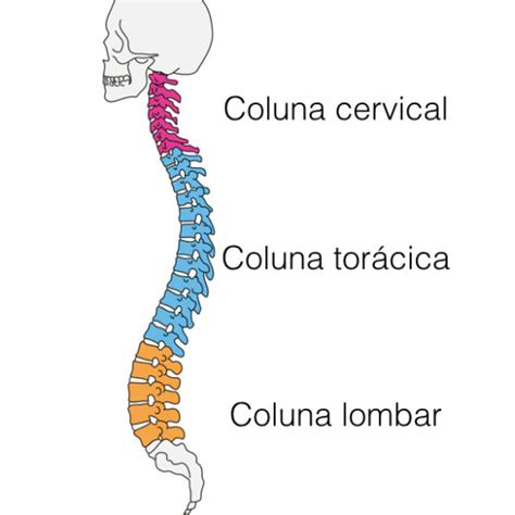 Anatomia Da Coluna Dr Bruno Fontes