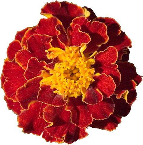 Marigold Cut Flowers Desktop Wallpaper Garden Marigold Png Download