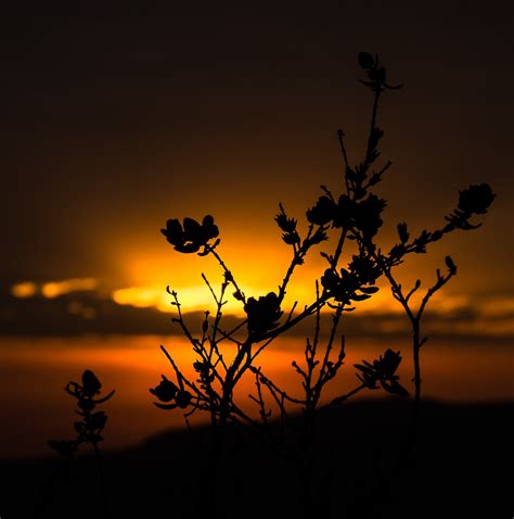 Free Images Landscape Nature Horizon Branch Silhouette Cloud Plant Sunrise Sunset