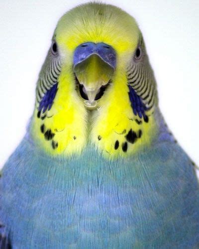 Budgerigar Parakeet Colors Blue Parakeet Budgie Parakeet Budgies