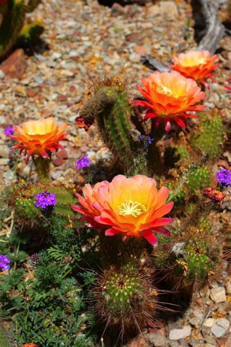 Saguaro National Park in bloom | Desert flowers, Plants ...