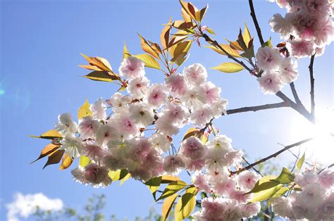 A Double Flowering Cherry Tree35 Ajari Flickr