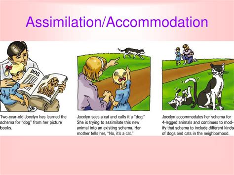 Assimilation Accommodation Hot Sex Picture