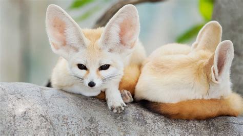 Pros And Cons Of Owning A Pet Fennec Fox Miles With Pets