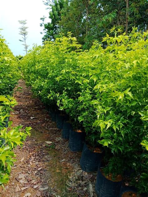 Scenic moulding (m) sdn.bhd.address:lot 12,jalan rp3,taman rawang perdana,rawang,selangorcontact:richard lim chee keong. Scenic Agriculture Sdn. Bhd.