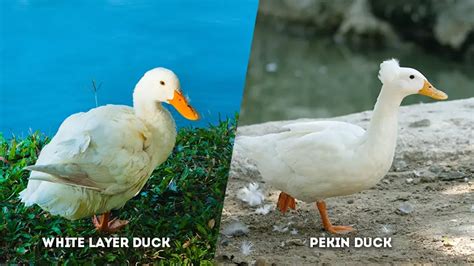 White Layer Duck Vs Pekin Duck A Comparison Of Popular Domestic Duck
