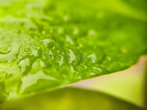 Macro Shot Of Water Droplets On A Green Leaf Stock Photo Image Of