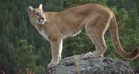 Post El Puma Oriental Norteamericano Es Declarado Extinto
