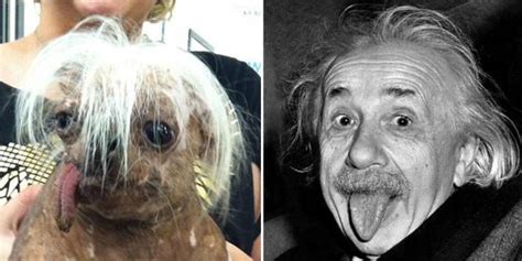 Celebrities And The Dogs That Look Exactly Like Them 15 Pics