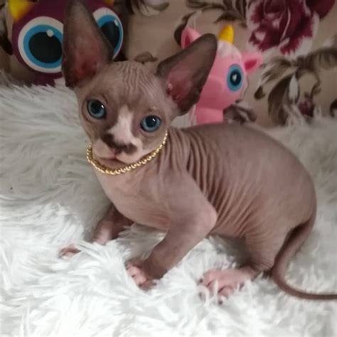 Baby Sphynx Cats For Adoption
