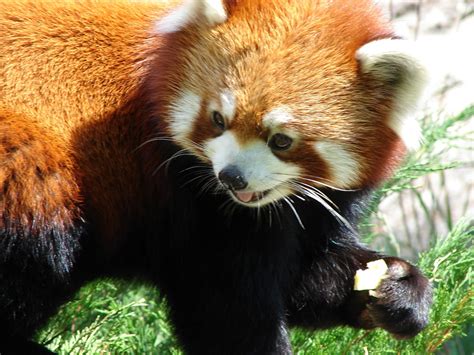 The Red Panda Fun Animals Wiki Videos Pictures Stories