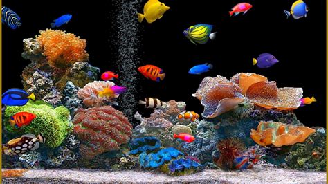 🔥 Download Moving Aquarium Wallpaper Image By Bingram17 Windows 10