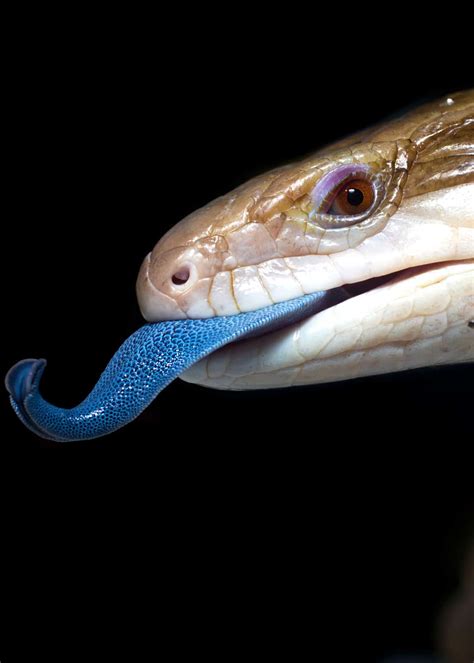 21 Blue Tongued Skink Facts All 8 Types Ultimate Guide • Everywhere Wild 2022
