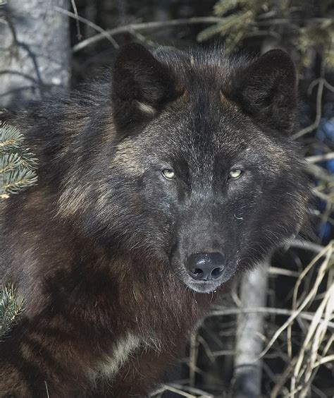 Black Timber Wolf Photograph By John Pitcher