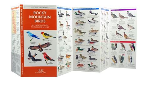 Rocky Mountain Birds A Pocket Naturalist Guide