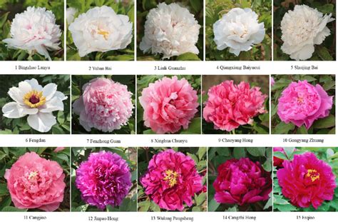 Flowers Of 15 Tree Peony Cultivars And The Names Of The Cultivars Are