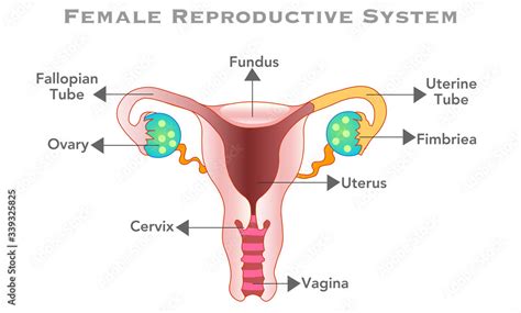 Reproductive System Of Female Diagram Woman Organs Of Reproduction Anatomy Oviduct Ovary