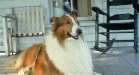 Lassie Rentre à La Maison De Quelle Race Est Le Célèbre Chien Du Film