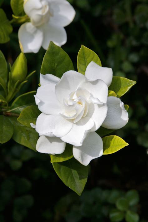 Gardenia Augusta Florida En 2020 Flores Blancas Arbusto De Gardenia