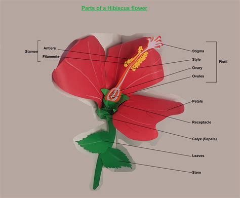 Hibiscus Flower Diagram