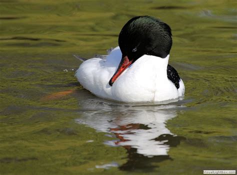 Identify Goosander Or Common Merganser Wildfowl Photography