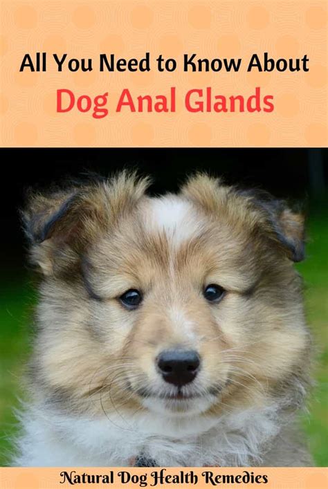 Expressing Dog Anal Glands Anal Gland Abscess Impacted