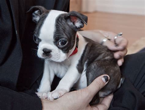 79 Baby Boston Terrier Picture Bleumoonproductions